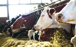 ⚠️ Nova entidade surge diante de margens negativas e ausência de previsibilidade na cadeia do leite.