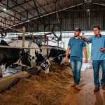 Retorno de resultados injeta R$ 2,7 milhões no leite cooperado resultados