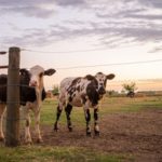 Mercado do leite reage com alta ao produtor na entressafra 🌱 Mercado do leite registra recuperação nos preços ao produtor, apoiada pela queda sazonal da produção no Sul do Brasil.