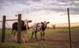 🌱 Mercado do leite registra recuperação nos preços ao produtor, apoiada pela queda sazonal da produção no Sul do Brasil.