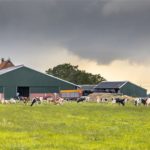 Menos vacas na UE: impacto no mercado de leite vacas