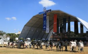 Megaleite 2026 amplia número de leilões e reforça valorização da genética leiteira no Brasil 🐄