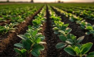 🥛 Além de alimento, o leite mostrou capacidade de proteger plantas contra doenças e até atuar como “protetor solar” natural.