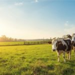 Crise do leite mobiliza instituições e produtores em Rondônia ⚠️ Debate sobre preços e agricultura familiar reforça preocupação com a sustentabilidade da atividade leiteira.
