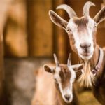 Do sertão aos queijos finos: a revolução do leite de cabra 🌵 A Paraíba alcançou 6 milhões de litros anuais de leite de cabra e mostra como o Semiárido pode combinar tradição e inovação.