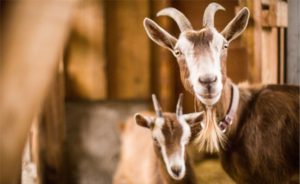 🌵 A Paraíba alcançou 6 milhões de litros anuais de leite de cabra e mostra como o Semiárido pode combinar tradição e inovação.