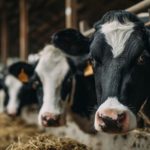 CPI do Leite avança em Rondônia e pressiona formação de preços CPI