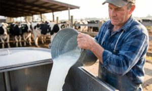 Menor captação e custos de alimentação impulsionam preço do leite no Paraná 📈