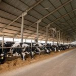 RAR Agro & Indústria: do leite ao premium para ganhar escala RAR