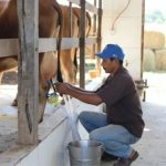 Ceará expande PAA Leite com 250 mil beneficiários Ceará