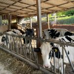 Mercado futuro do leite pode ampliar diferença entre produtores 🥛 Mercado futuro do leite começa a operar no Paraná e coloca gestão de risco no centro das decisões da cadeia.