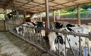 🥛 Mercado futuro do leite começa a operar no Paraná e coloca gestão de risco no centro das decisões da cadeia.