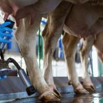 Entressafra eleva preço do leite em 11,58% em Minas Gerais 🧀 Recuperação do leite em pó, UHT e mussarela sustenta nova valorização do leite no campo em Minas Gerais.