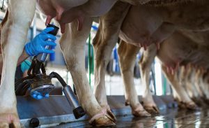 🧀 Recuperação do leite em pó, UHT e mussarela sustenta nova valorização do leite no campo em Minas Gerais.