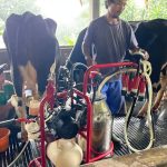 Indonésia amplia produção de leite para reduzir importações leite