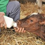 Colostro deixa de ser manejo neonatal e entra na conta da fazenda 📉 A variabilidade do colostro expõe desafios operacionais que podem afetar desempenho e rentabilidade ao longo da vida do animal.