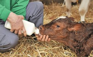 📉 A variabilidade do colostro expõe desafios operacionais que podem afetar desempenho e rentabilidade ao longo da vida do animal.
