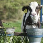 Eficiência no leite começa antes da primeira lactação 🐄 Crescimento, sanidade e monitoramento das bezerras ganham peso nas estratégias para elevar a eficiência dos sistemas leiteiros.