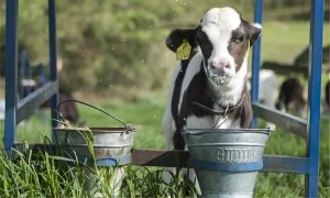 🐄 Crescimento, sanidade e monitoramento das bezerras ganham peso nas estratégias para elevar a eficiência dos sistemas leiteiros.