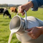 O segredo das vacas que chegam a 40 litros de leite por dia leite