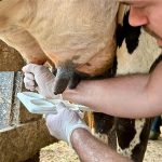 O novo desafio da qualidade do leite surge nos rebanhos tecnificados 🚜 Pesquisa revela que logística, higiene e manejo continuam determinando os resultados da qualidade do leite.