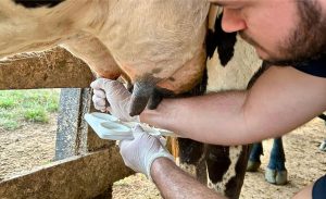 🚜 Pesquisa revela que logística, higiene e manejo continuam determinando os resultados da qualidade do leite.