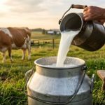 ICMS para produtores de leite muda em Minas Gerais; veja quem será beneficiado ICMS