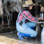 Leite em Minas: cooperativas crescem enquanto a base produtiva diminui Custos elevados, concorrência externa e redução do número de produtores reforçam a importância das cooperativas na cadeia do leite.