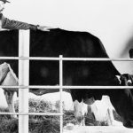 A supervaca de Cuba produziu 110 litros por dia. E depois? 🔬 Décadas antes da genômica moderna, Cuba apostou em cruzamentos para criar uma supervaca tropical.