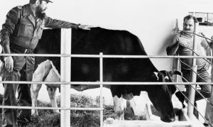 🔬 Décadas antes da genômica moderna, Cuba apostou em cruzamentos para criar uma supervaca tropical.