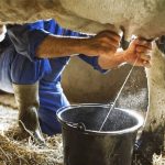 Bahia mantém 7ª posição nacional com recorde na produção de leite 🐄 A produção de leite atingiu o maior nível da série histórica, enquanto a pecuária baiana ampliou sua presença em diferentes segmentos.