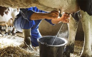 🐄 A produção de leite atingiu o maior nível da série histórica, enquanto a pecuária baiana ampliou sua presença em diferentes segmentos.