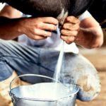 Fábrica de laticínios surge como resposta a gargalo da produção local laticínios