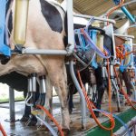 Infraestrutura abre caminho para avanço da produção de leite em Milhã Milha
