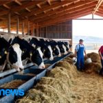 Expansão do rebanho leiteiro dos EUA atinge maior nível em 30 anos O maior rebanho leiteiro em 30 anos fortalece a capacidade produtiva dos EUA e amplia o debate sobre equilíbrio entre oferta e demanda.