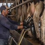 O mercado está pagando mais por um leite que não falta 🚜 O mercado remunera melhor o produtor, mas os próximos movimentos já começam a gerar dúvidas.