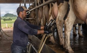 🚜 O mercado remunera melhor o produtor, mas os próximos movimentos já começam a gerar dúvidas.