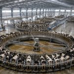 Na China, o maior carrossel de ordenha do mundo parece mais fábrica do que fazenda China