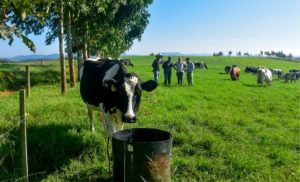 🐄 Caso em SC mostra como alimentação e gestão elevaram a produção de leite de forma contínua e estruturada
