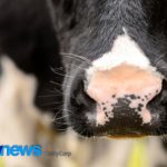Produção de leite na Argentina estabiliza enquanto exportações aceleram Argentina