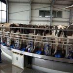 Brasil produz 35 bilhões de litros de leite, e o desafio muda de lugar Brasil