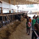 Crianças descobrem de onde vem o leite em fazenda de Xanxerê 🚜 Uma visita a uma das maiores propriedades leiteiras da região transformou conceitos aprendidos em sala em experiências reais.