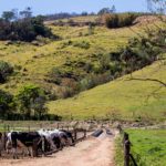 Brasil se consolida como o segundo maior produtor de leite do mundo Brasil