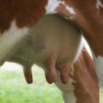 Mastite bovina: Brasil cria medicamento que evita descarte do leite A tecnologia brasileira busca enfrentar uma das principais perdas da produção leiteira: o descarte de leite por tratamento. 🌱