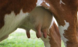 A tecnologia brasileira busca enfrentar uma das principais perdas da produção leiteira: o descarte de leite por tratamento. 🌱