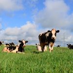 Planejamento forrageiro reduz custos e aumenta a produção de leite 🐄 Quando a alimentação passa a ser estratégia, o resultado aparece na produção, nos custos e na permanência da família no leite.