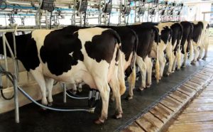 📌 Minas Gerais aprovou uma proposta que restringe o uso de leite importado reidratado e prevê multas e até perda do alvará para quem descumprir a regra.