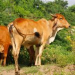 Vacas abandonadas há 150 anos revelam um segredo da evolução Vacas