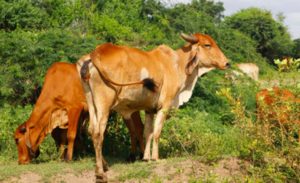 Vacas