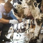 Nestlé aposta em aproximação com produtores para fortalecer cadeia do leite Nestlé